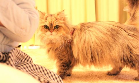 チンチラ ペルシャ猫 の子猫を買う方法は ショップ ブリーダー エンタメウィーク